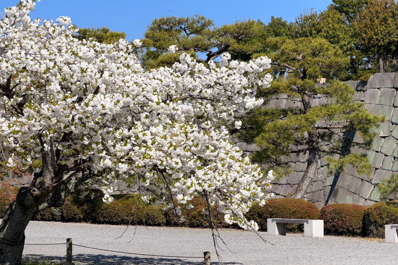 元離宮 二条城 桜の園(撮影日:2026年4月8日)