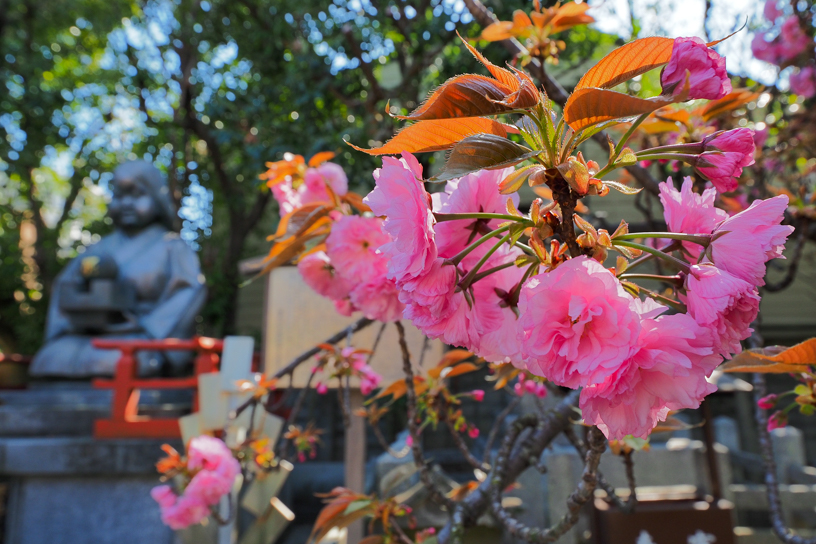 千本釈迦堂（撮影日：2026年4月8日）