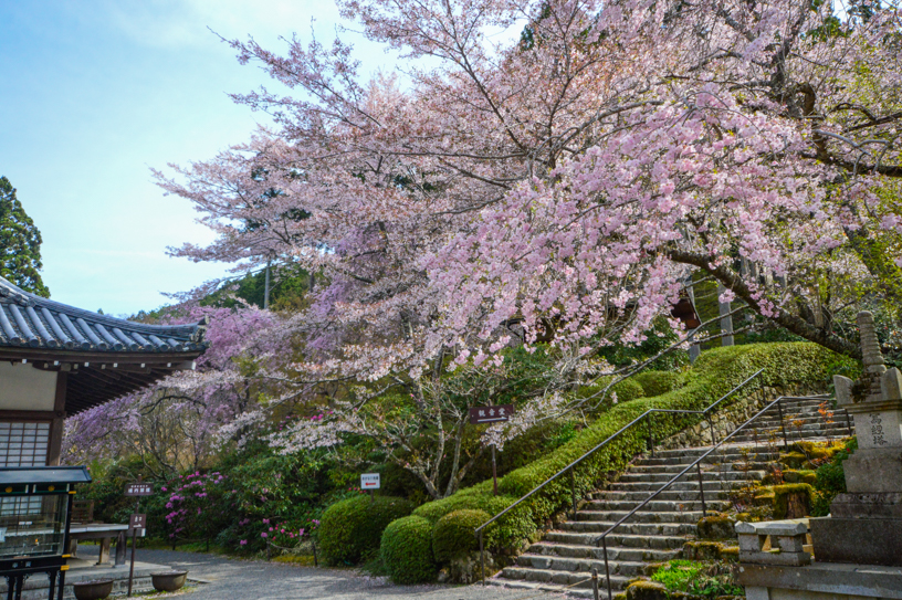 三千院 金色不動堂（撮影日：2026年4月9日）