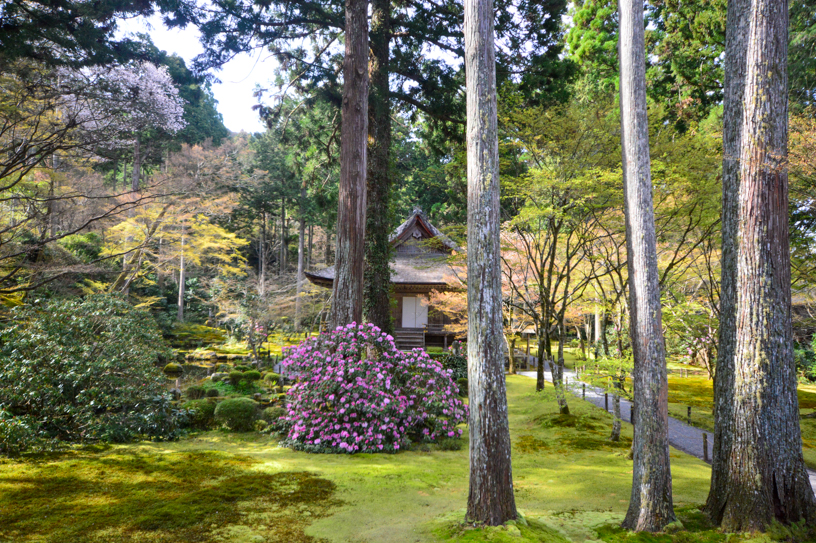 三千院 有清園（撮影日：2026年4月9日）