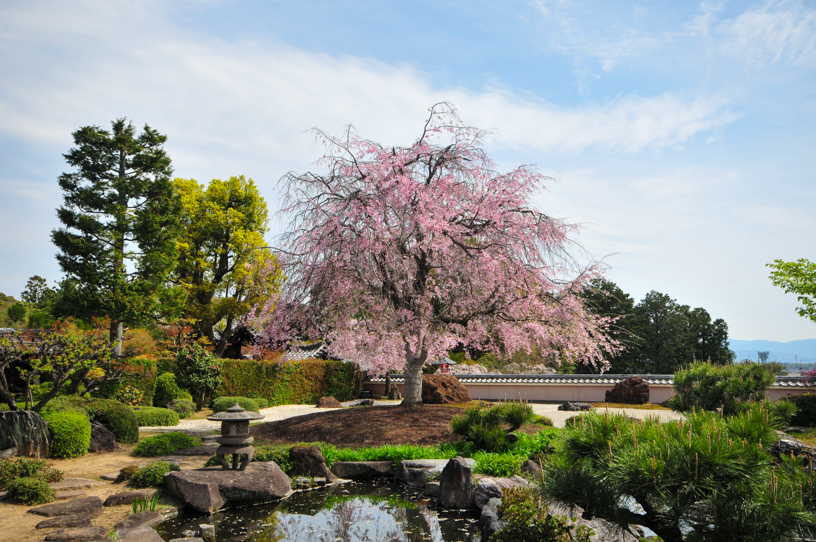 正法寺 鳥獣の庭(撮影日:2026年4月9日)