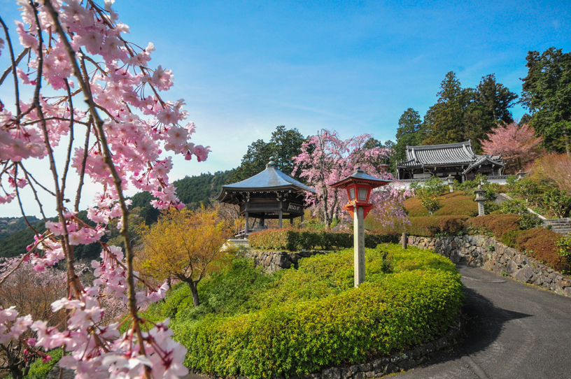 善峯寺 薬師堂（撮影日：2026年4月9日）