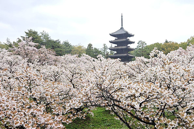仁和寺（撮影日：2026年4月10日）
