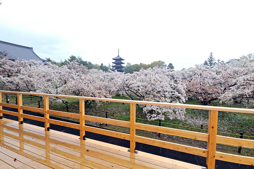 仁和寺（撮影日：2026年4月10日）