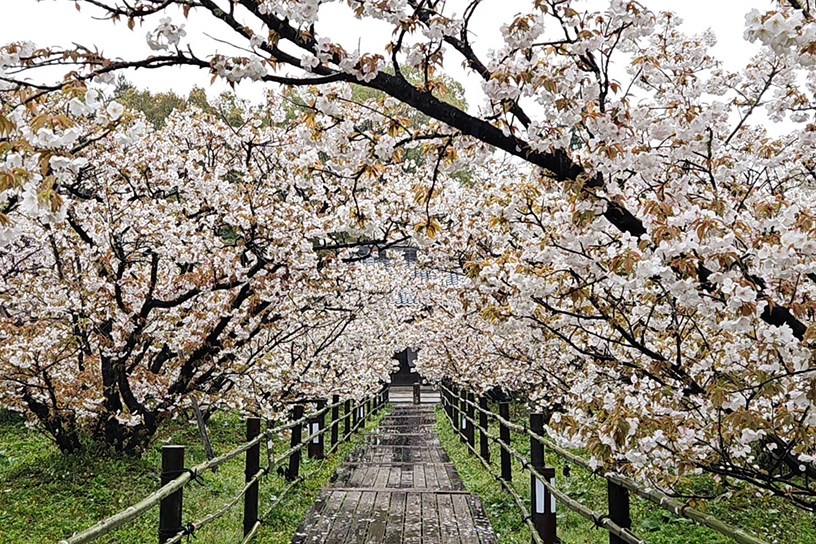 仁和寺（撮影日：2026年4月10日）