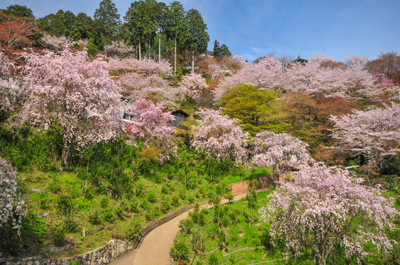 善峯寺(撮影日:2026年4月9日)