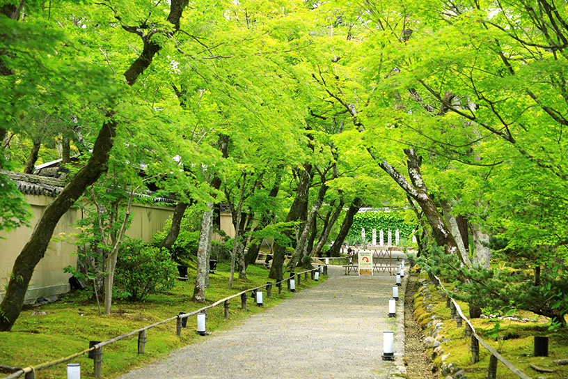 もみじのトンネル