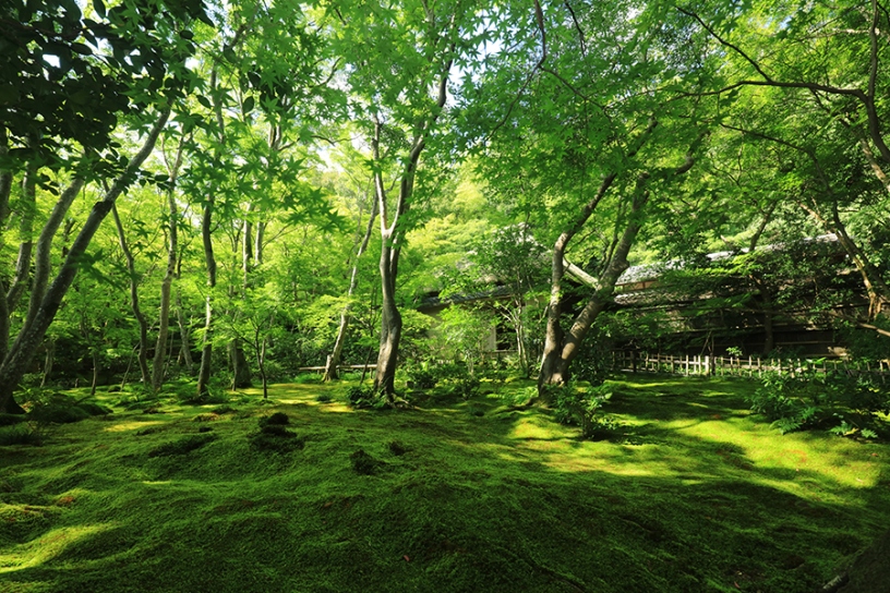 緑のお庭に佇む茅葺き屋根の草庵