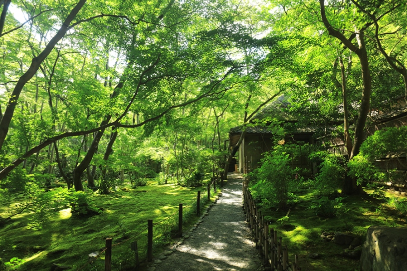苔庭を中心に小径が設けられています