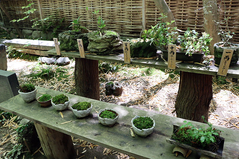 境内の苔の一部を展示する「苔棚」