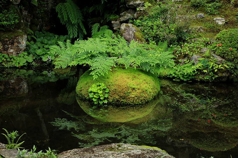 心字池で存在感を放つ、苔むした石