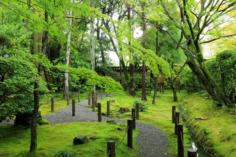 お庭を歩きながら苔鑑賞♪