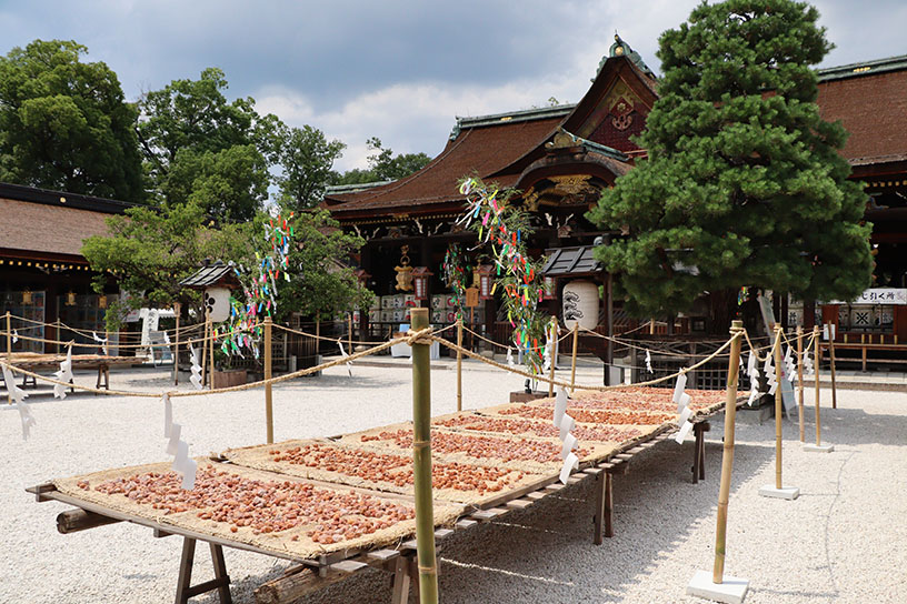 本殿前で梅の実が干されているのは夏ならではの光景