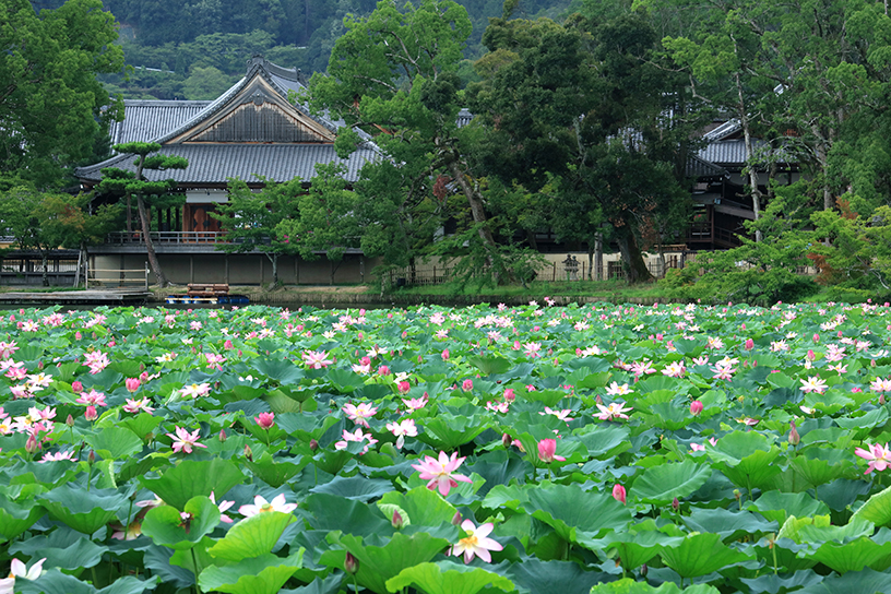 蓮が浮かぶ大沢池