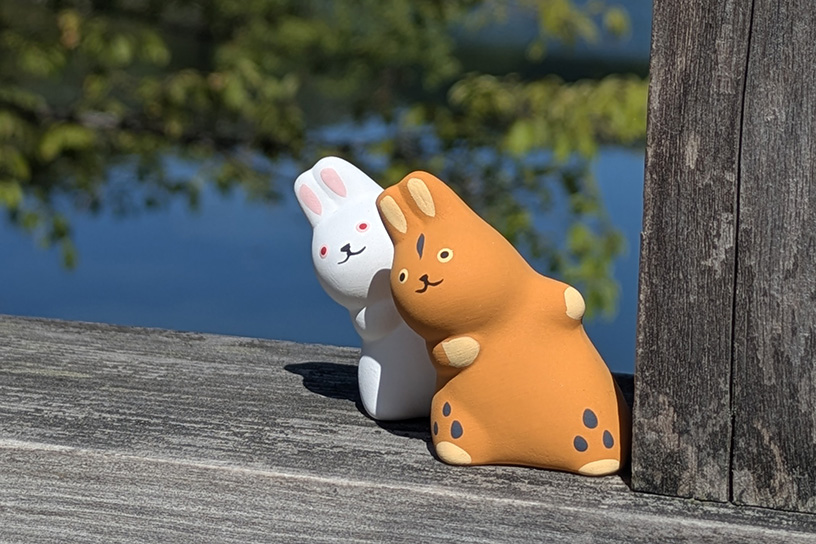 チラッとのぞく（？！）野うさぎさん