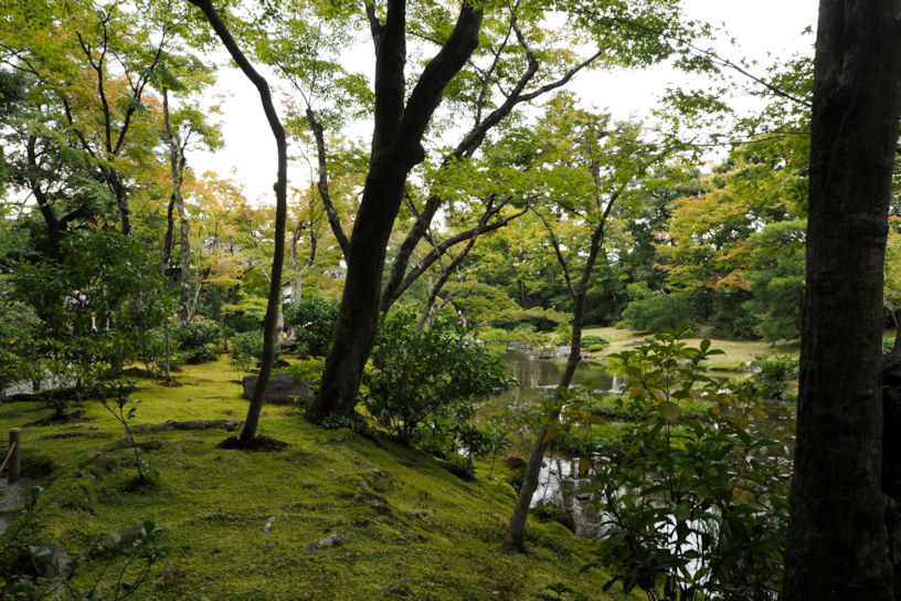 木々が鬱蒼とし、苔の絨毯も見られます。
