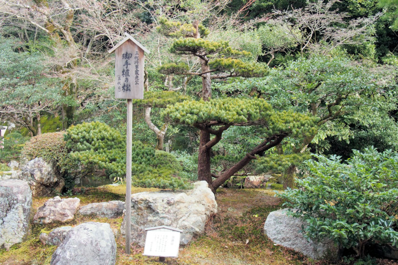 園内には、家光お手植えの松も。