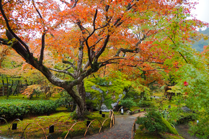 宝厳院 獅子吼の庭（撮影日：2023年11月17日）