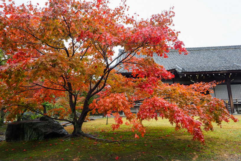 勧修寺 宸殿前（撮影日：2023年11月17日）