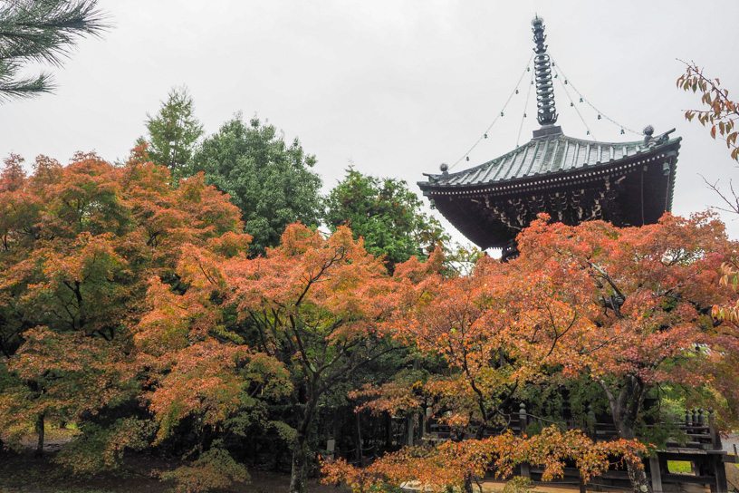 清凉寺 多宝塔まわり（撮影日：2023年11月17日）