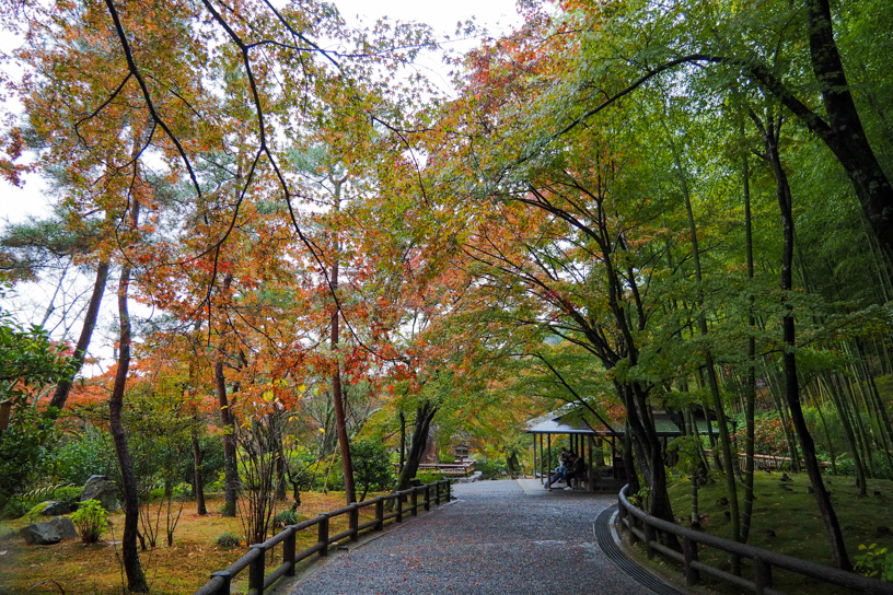 天龍寺 百花苑（撮影日：2023年11月17日）