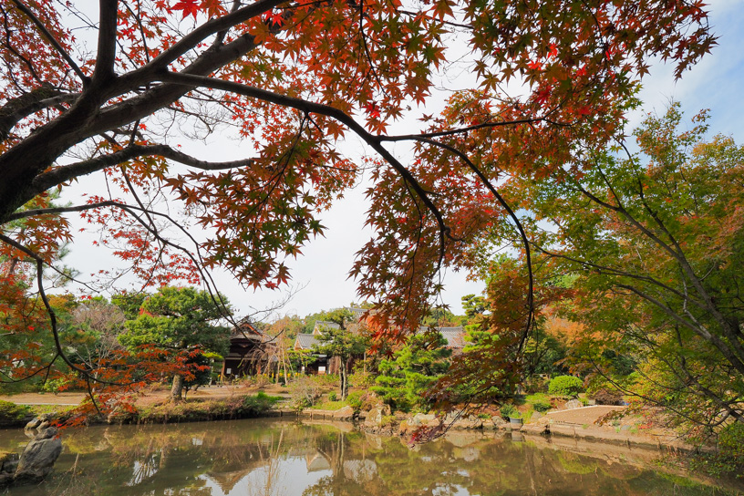 法金剛院 庭園まわり（撮影日：2023年11月16日）