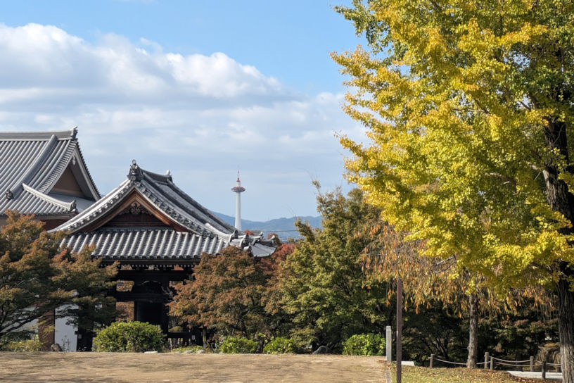金堂前から境内を見渡す風景（撮影日：2023年11月7日）
