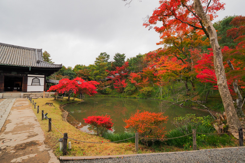 紅葉に彩られる臥龍池