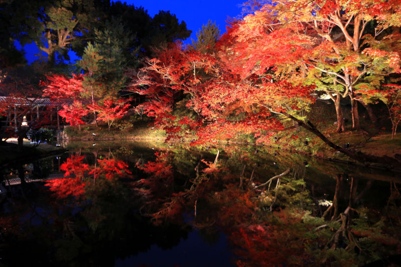 紅葉ライトアップ