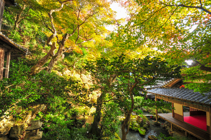 柳谷観音 楊谷寺（撮影日：2023年11月9日）