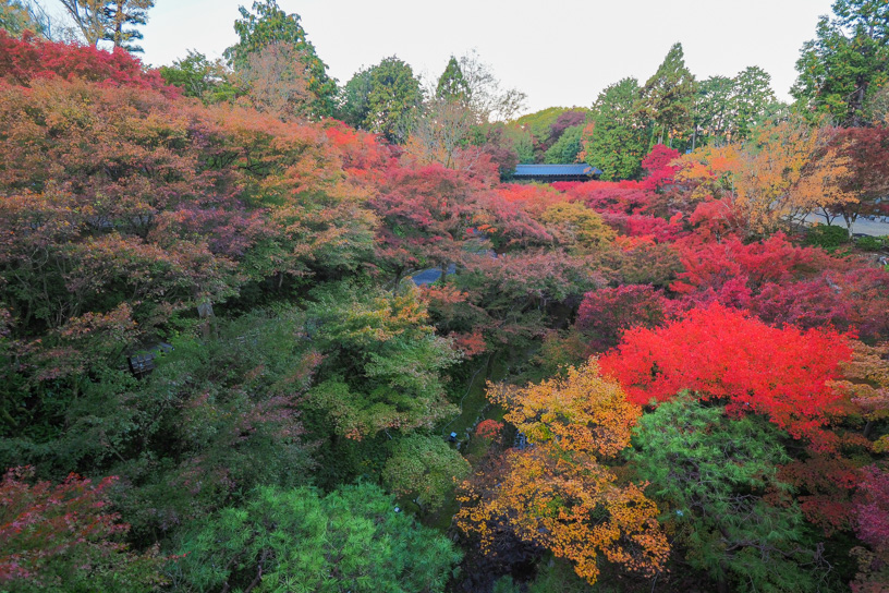 東福寺 通天橋から臥雲橋を望む（撮影日：2023年11月22日）　