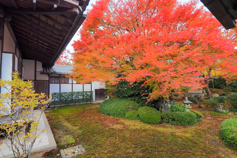 源光庵 窓の奥の紅葉は、こちらです（撮影日：2023年11月24日）