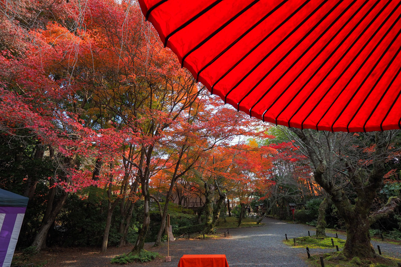 常照寺（撮影日：2023年11月24日）