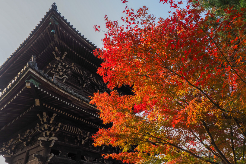 清凉寺 多宝塔まわり（撮影日：2023年11月24日）