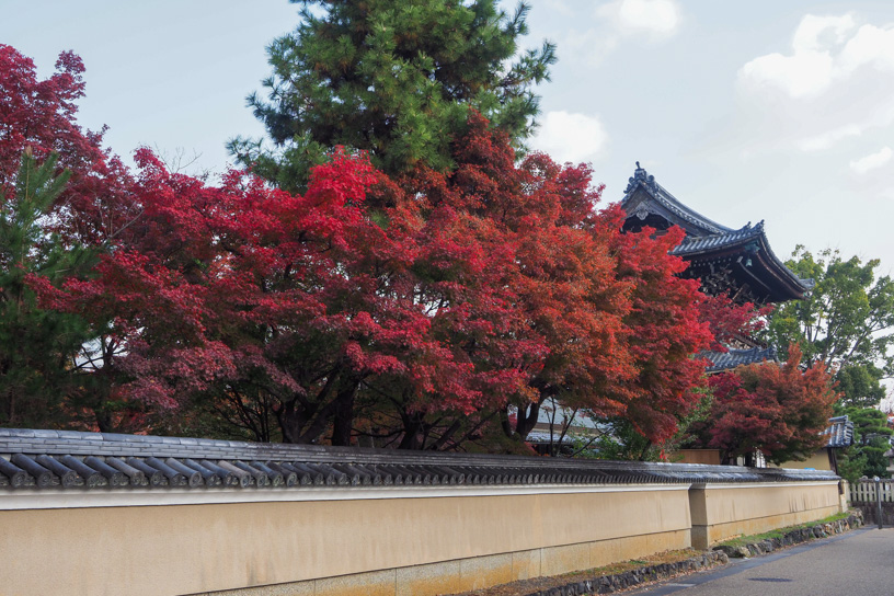 清凉寺 仁王門横（撮影日：2023年11月24日）