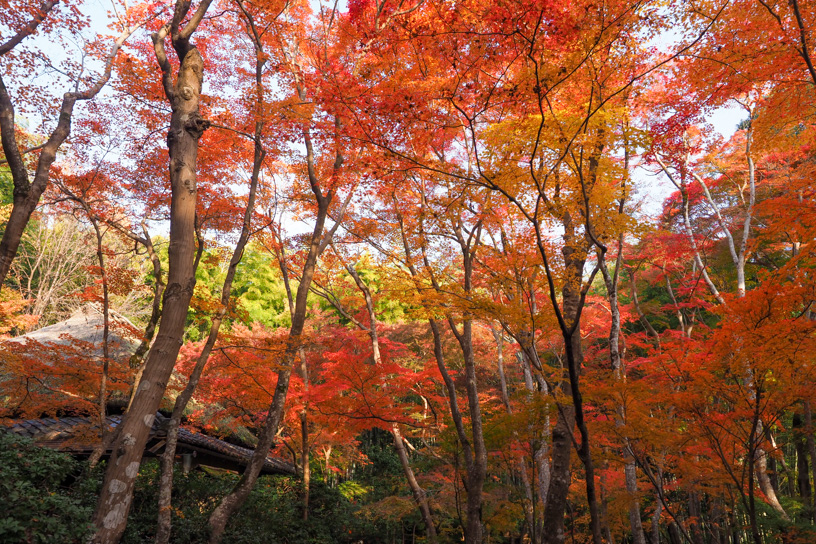 祇王寺（撮影日：2023年11月24日）