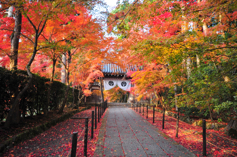 光明寺 もみじ参道（撮影日：2023年11月30日）