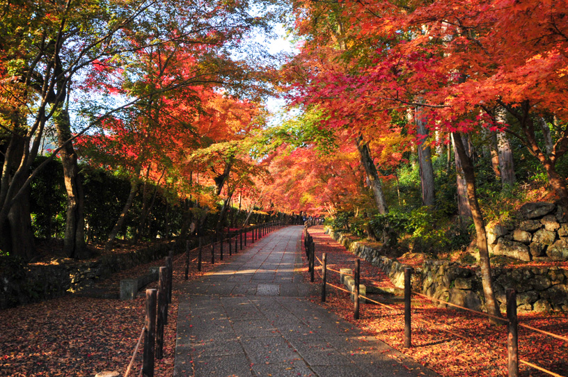 光明寺 もみじ参道（撮影日：2023年11月30日）