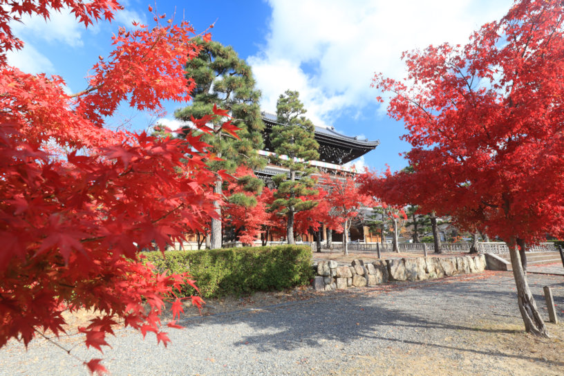 くろ谷 金戒光明寺 山門まわり（撮影日：2023年11月30日）