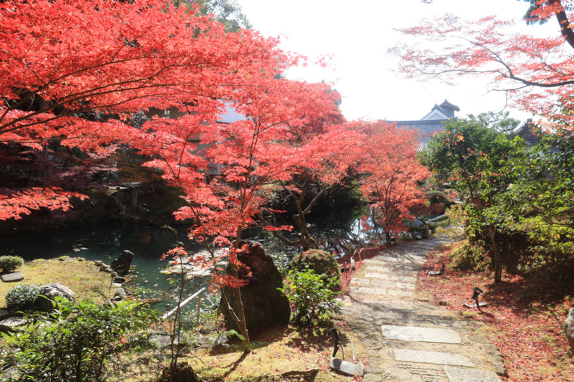 くろ谷 金戒光明寺 紫雲の庭（撮影日：2023年11月30日）