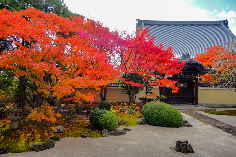 妙顕寺 四海唱導の庭（撮影日：2023年11月30日）