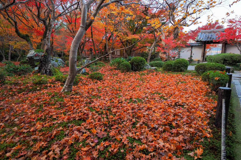 圓光寺（撮影日：2023年12月1日）