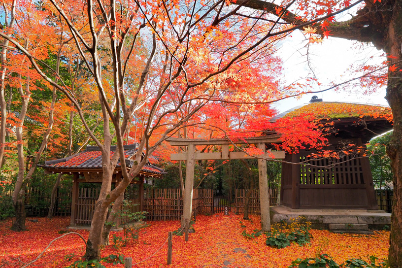 蓮華寺 参道は“散りもみじ”が綺麗（撮影日：2023年12月1日）