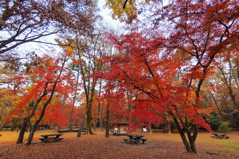 京都御苑 母と子の森（撮影日：2023年12月7日）