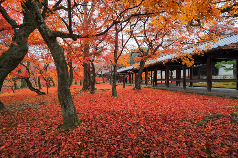 東福寺 洗玉澗（撮影日：2023年12月7日）