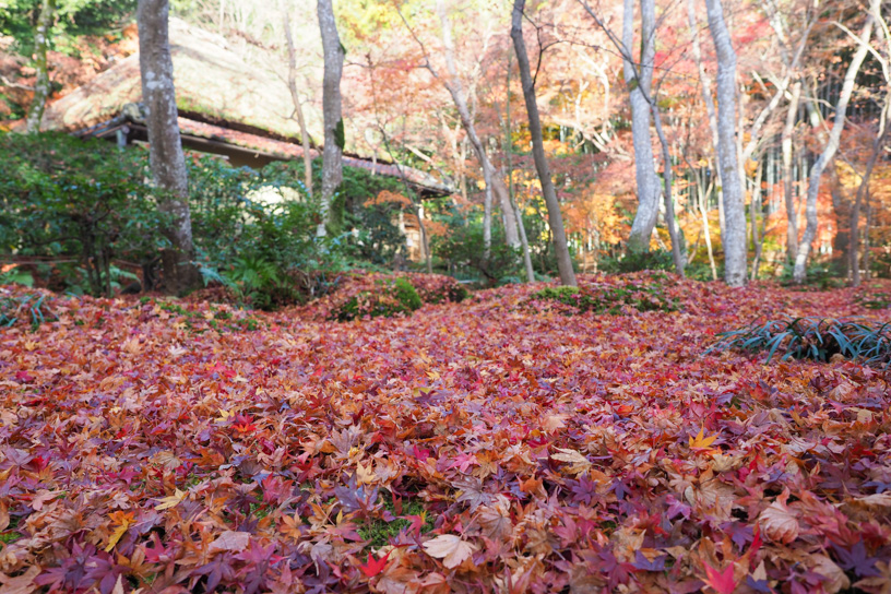 祇王寺（撮影日：2023年12月8日）