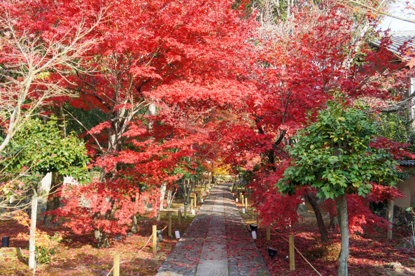 鹿王院（撮影日：2023年12月7日）