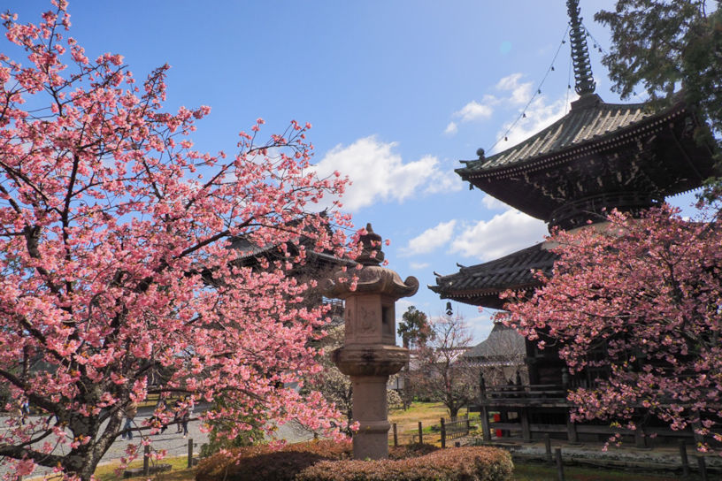 多宝塔と河津桜