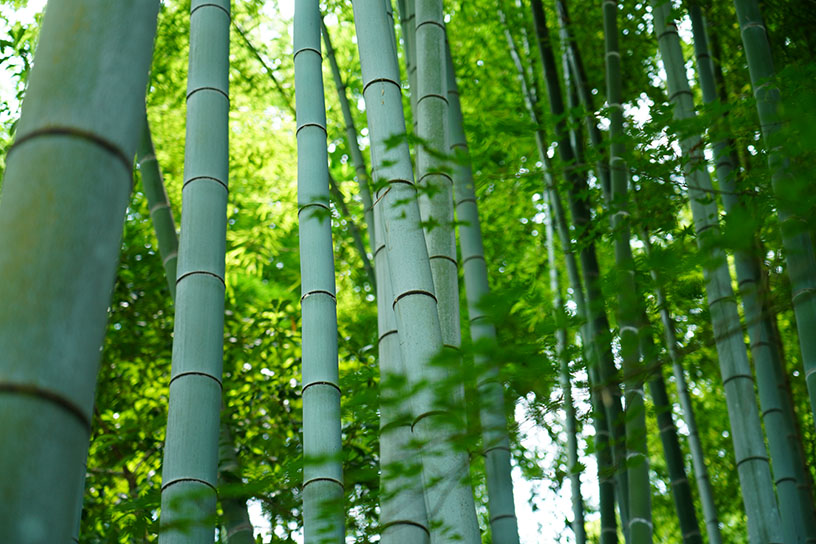 新緑と竹林