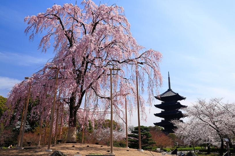 不二桜×五重塔は、いまや京都の春を代表する風景です